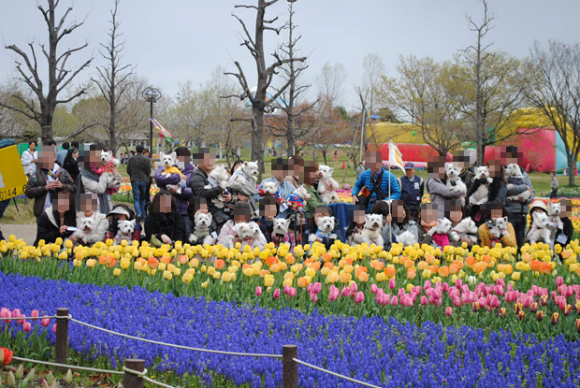 ♪ ダニエル チューリップ祭り2014 可愛い白犬さん＆チューリップ(*ﾟ▽ﾟ*)  ♪ 続き～_b0242873_02092216.png