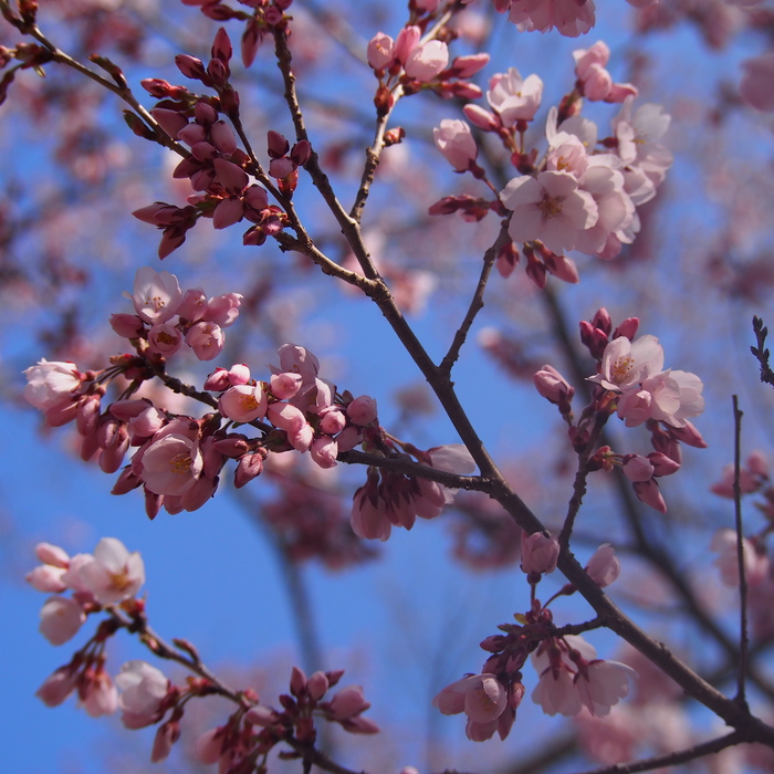 お花見～高遠の桜編～_a0104074_21555683.jpg