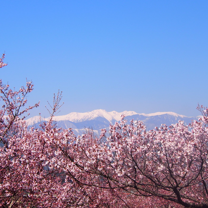 お花見～高遠の桜編～_a0104074_2156424.jpg