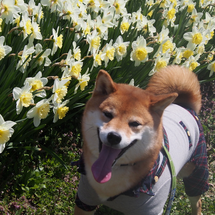 お花見～駒ヶ根の水仙編～_a0104074_22184781.jpg