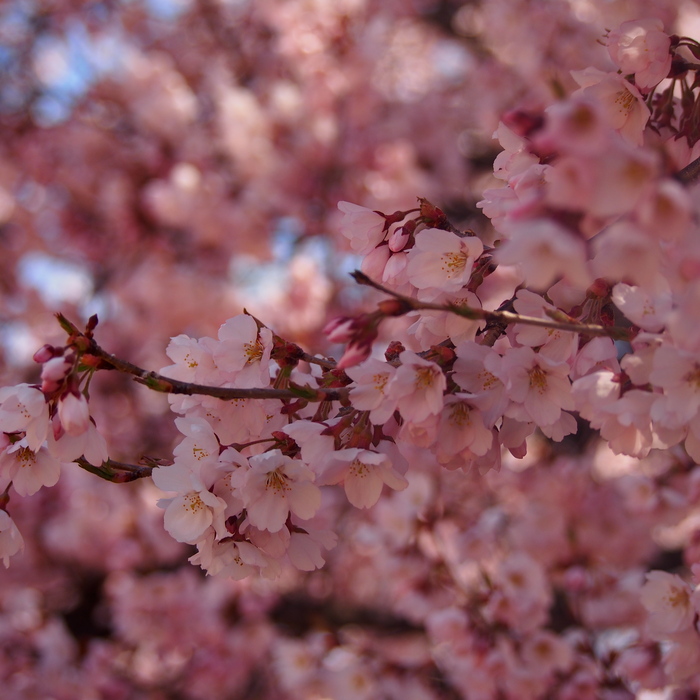 お花見～高遠の桜編～_a0104074_2241164.jpg