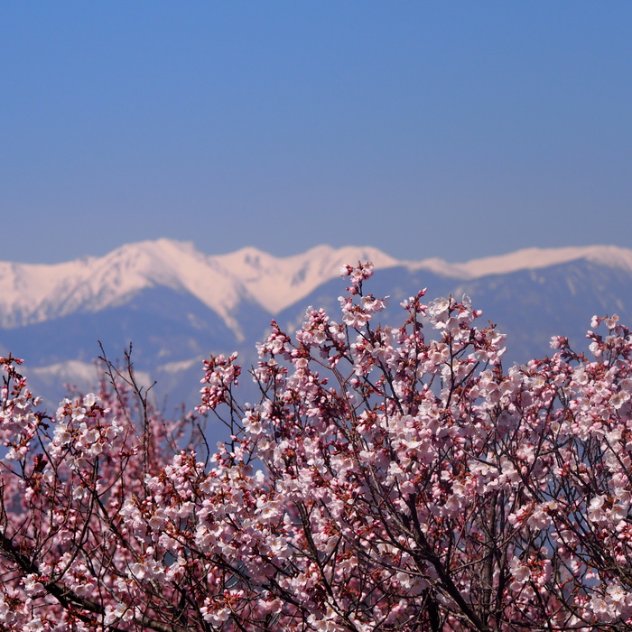 お花見～高遠の桜編～_a0104074_2245690.jpg