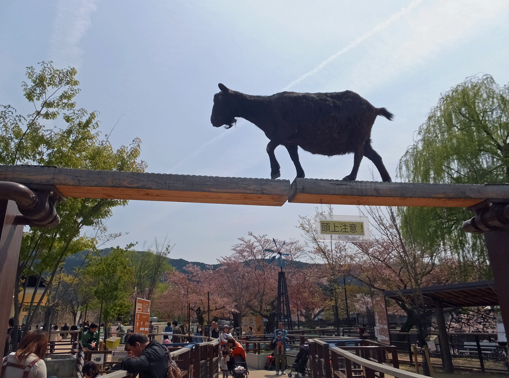 動物園でスケッチ_e0317274_2247326.gif