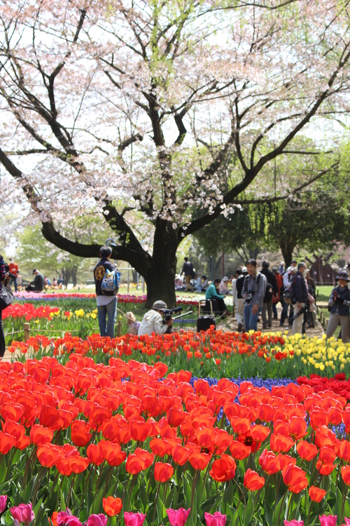 咲いた～咲いた～♪♪_a0180279_14344542.jpg