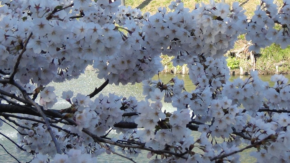 高田城址公園の桜ー動画!_e0065084_2124990.jpg