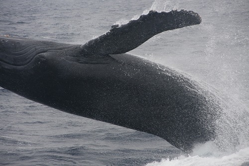 Humongous（ばかでかい）!（ザトウクジラ＠久米島）_d0086785_047345.jpg