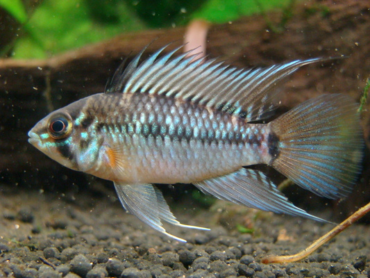 Apistogramma sp. Rio Caura ＃1_b0284188_1040147.jpg