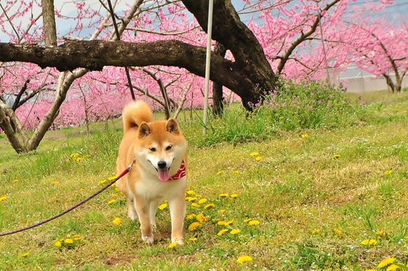 笑顔咲く_a0126590_22411238.jpg