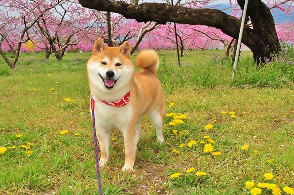 笑顔咲く_a0126590_22414817.jpg