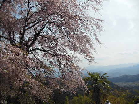 大ゾウリ山～醍醐丸～陣馬山_c0034391_10551366.jpg