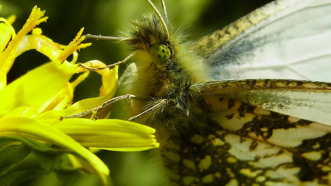 a0152692_18242751.jpg