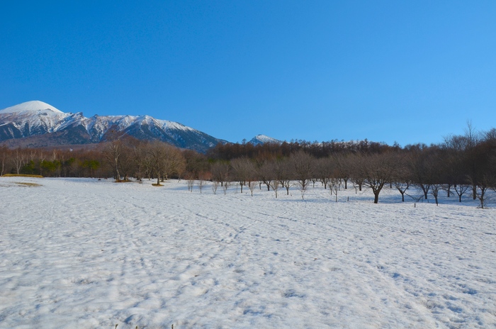 春_d0077992_8394956.jpg