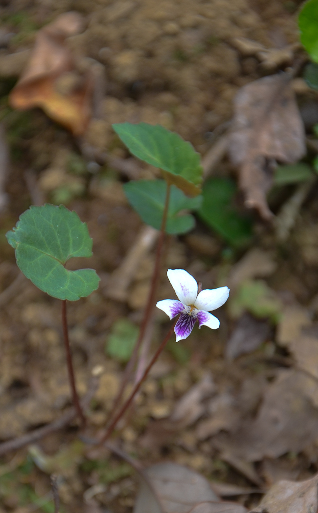 4月中旬　桜・・・散る。。_b0078795_2144885.jpg