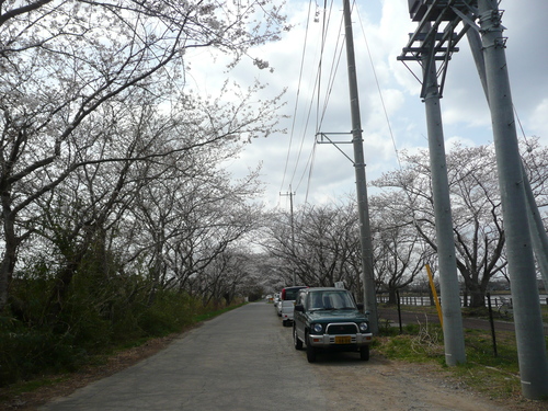 ２０１４年４月１４日　乙戸沼公園桜の開花と花見　　その１_d0249595_8502312.jpg