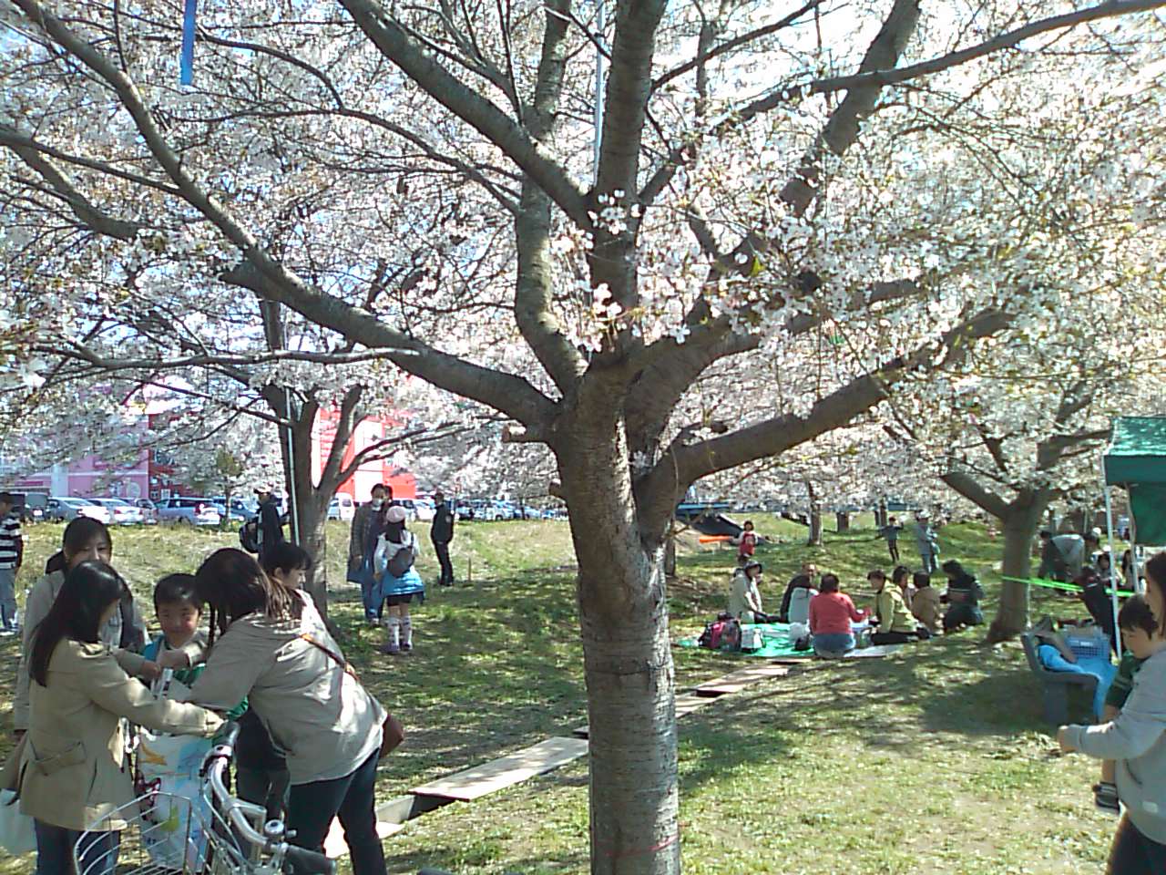桜吹雪の中「かしまふれ愛さくら祭り」賑わう_e0068696_10445290.jpg
