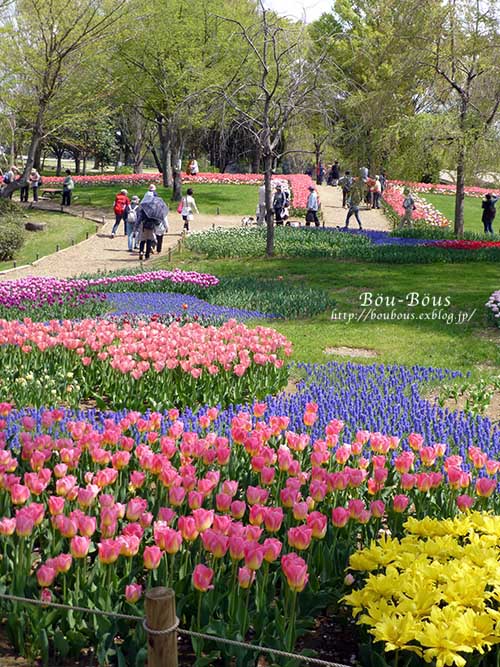 昭和記念公園の桜とチューリップ-1_d0128697_19583857.jpg