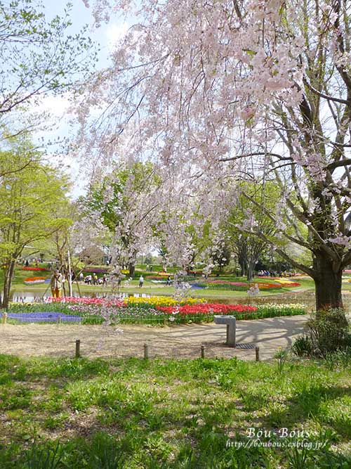 昭和記念公園の桜とチューリップ-1_d0128697_19592148.jpg