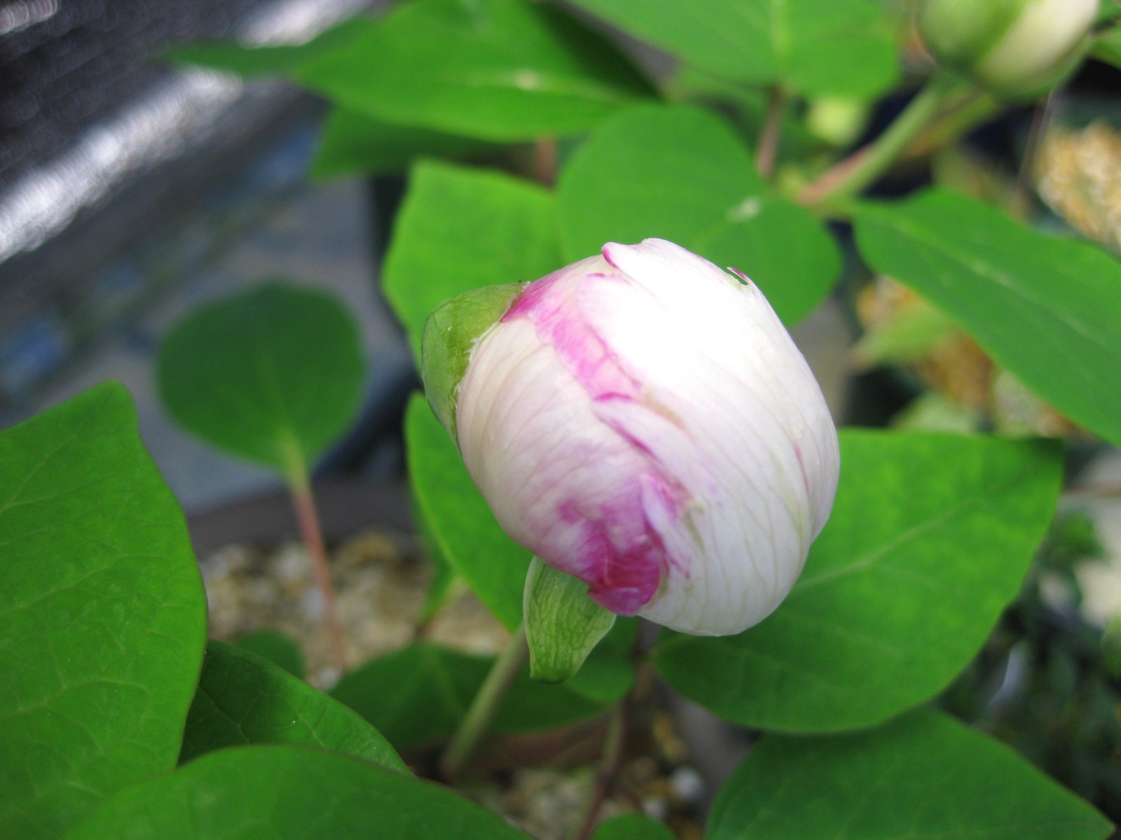 山野草　　ヤマシャクヤク覆輪花