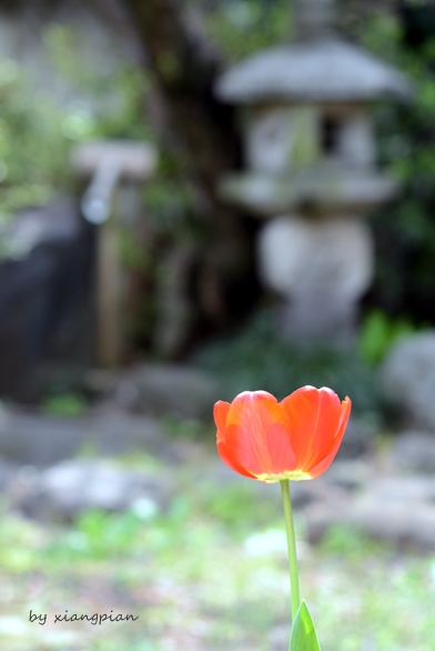 一時帰国　　～　花と食　～_a0153807_1574736.jpg