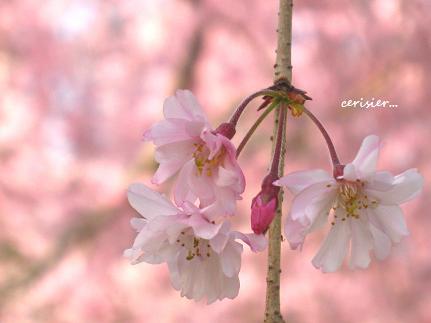 ひらひらスイートな八重しだれ桜・・・☆_c0098807_20354129.jpg