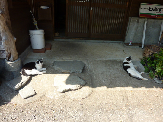 ねこ　ネコ　猫展始りました。_d0171907_221256.jpg