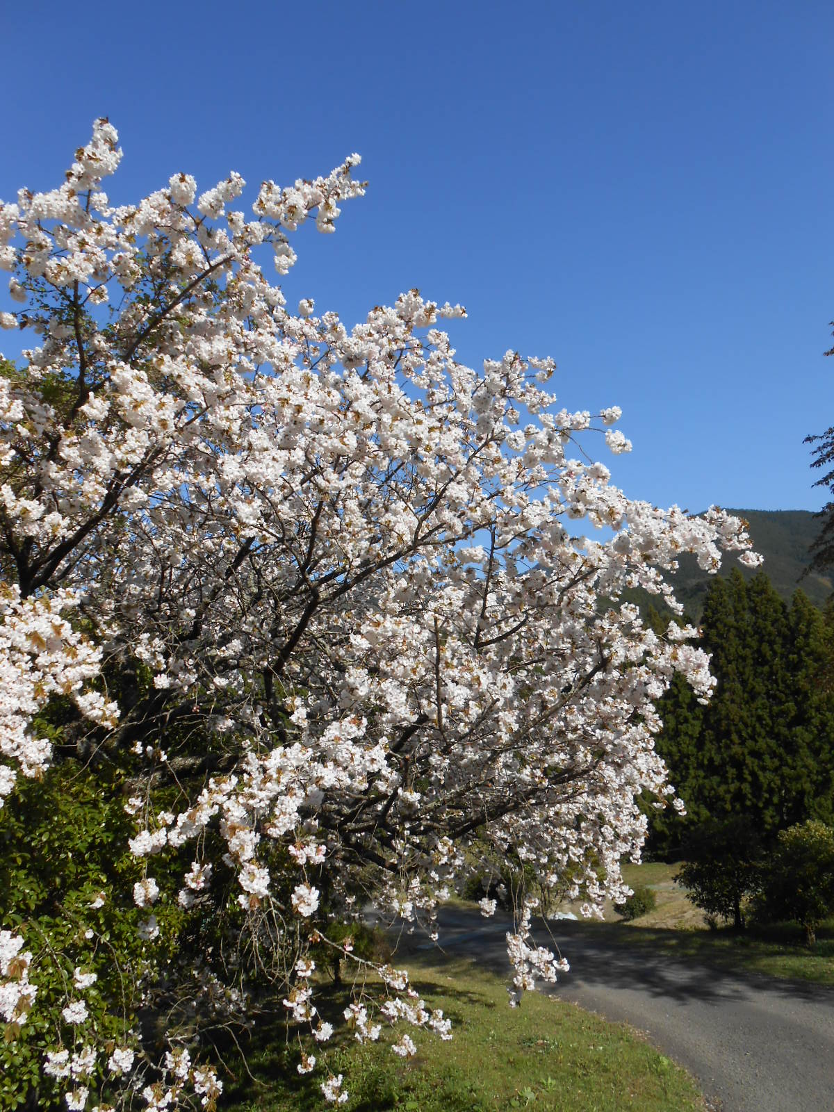 桜　まだまだ美しいわよ_c0263809_21152431.jpg