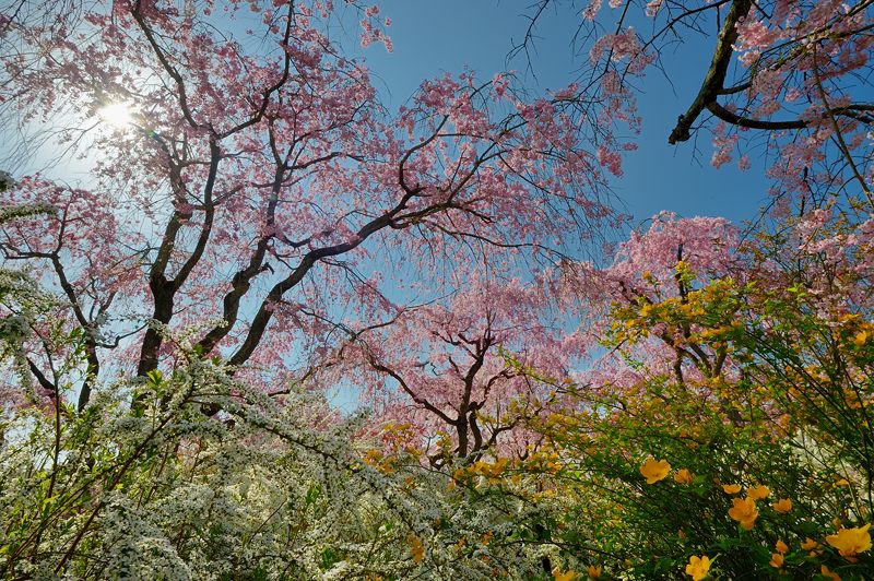 桜巡り・原谷　原谷苑　其の二_f0032011_19373534.jpg