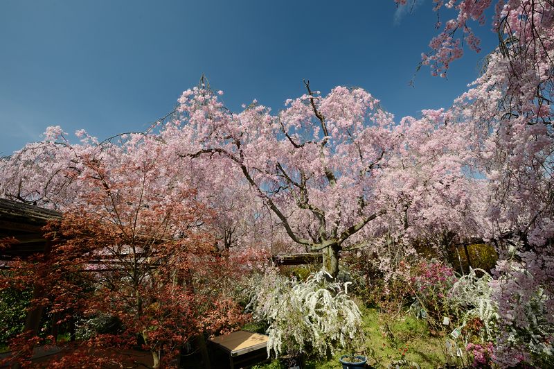 桜巡り・原谷 原谷苑 其の二_f0032011_19375917.jpg