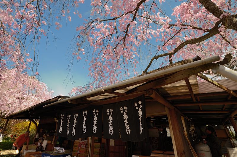 桜巡り・原谷　原谷苑　其の二_f0032011_19381844.jpg