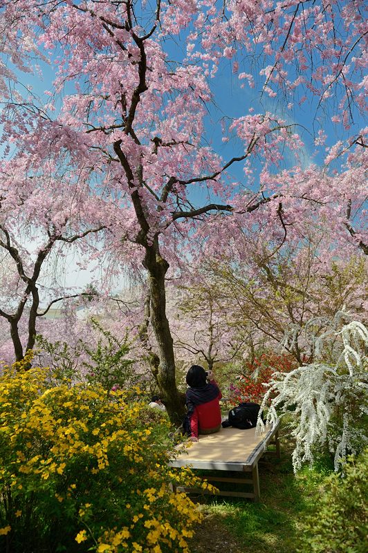 桜巡り・原谷 原谷苑 其の二_f0032011_19383991.jpg