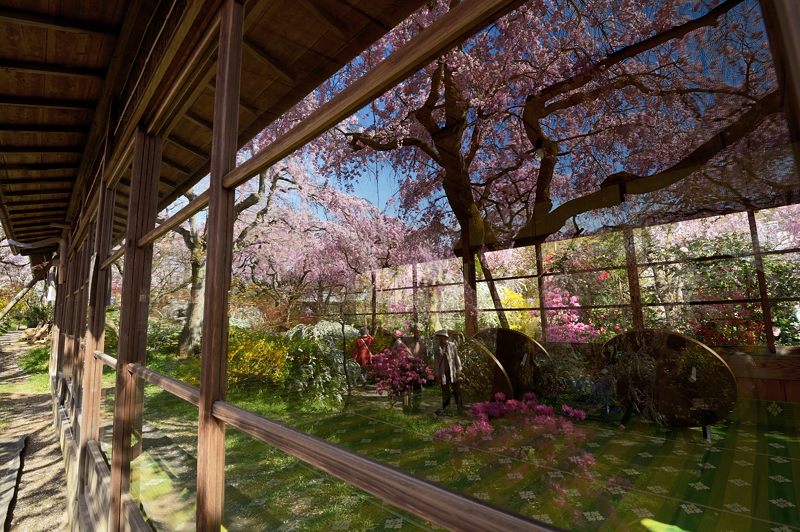 桜巡り・原谷 原谷苑 其の二_f0032011_19385457.jpg
