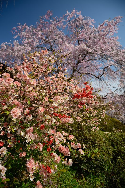 桜巡り・原谷　原谷苑　其の二_f0032011_1938885.jpg