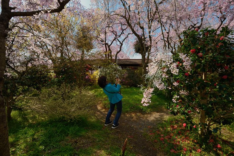 桜巡り・原谷 原谷苑 其の二_f0032011_19394529.jpg