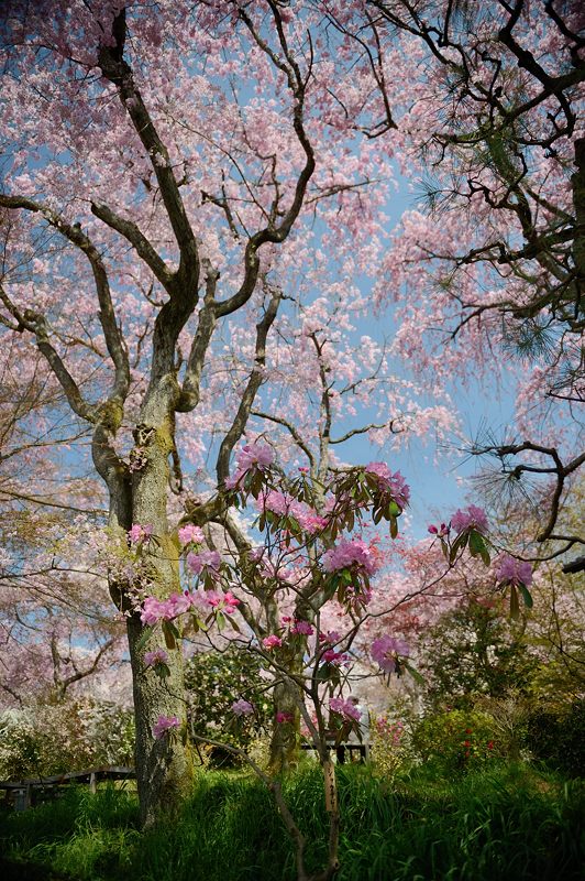 桜巡り・原谷　原谷苑　其の二_f0032011_19402895.jpg