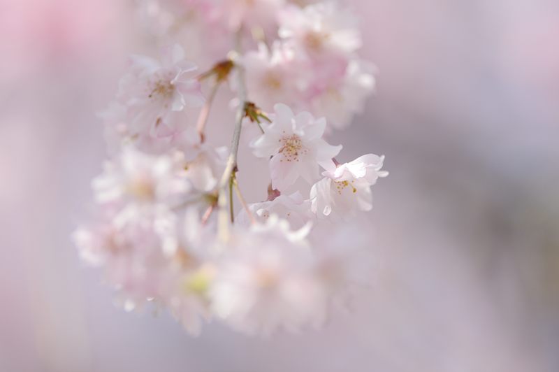 桜巡り・原谷 原谷苑 其の二_f0032011_19411150.jpg