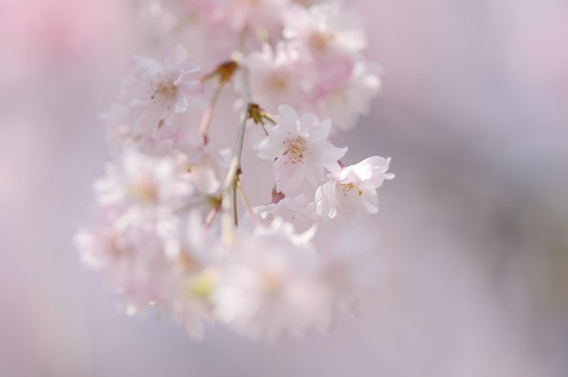 桜巡り・原谷　原谷苑　其の二_f0032011_19411150.jpg