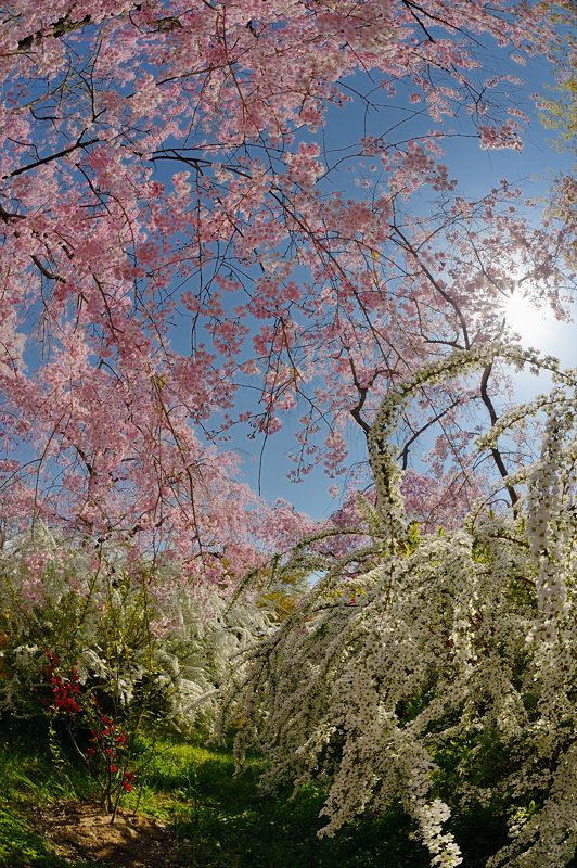 桜巡り・原谷 原谷苑 其の二_f0032011_19413112.jpg
