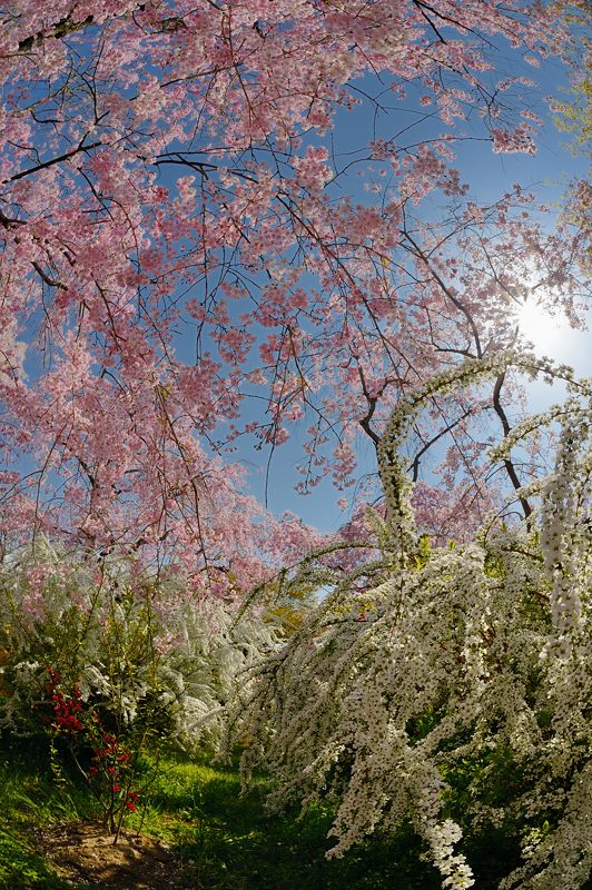 桜巡り・原谷　原谷苑　其の二_f0032011_19413112.jpg