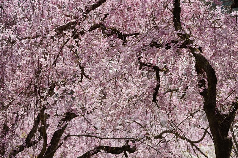 桜巡り・原谷 原谷苑 其の二_f0032011_19414878.jpg