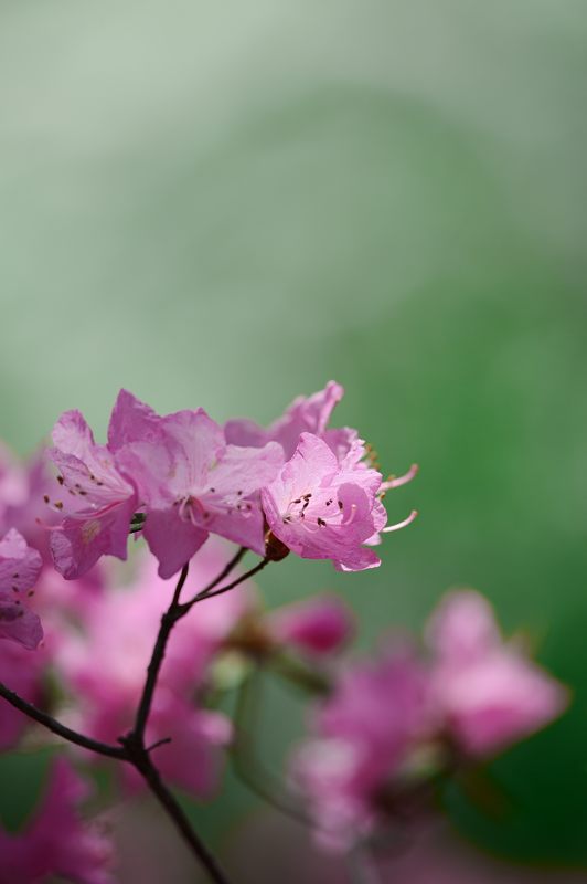 桜巡り・原谷　原谷苑　其の二_f0032011_1942054.jpg