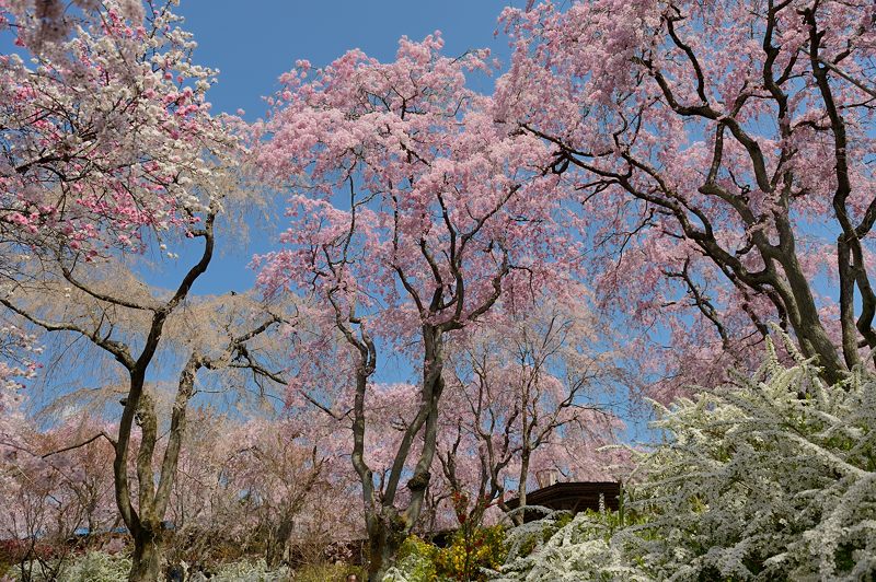 桜巡り・原谷 原谷苑 其の二_f0032011_1942169.jpg
