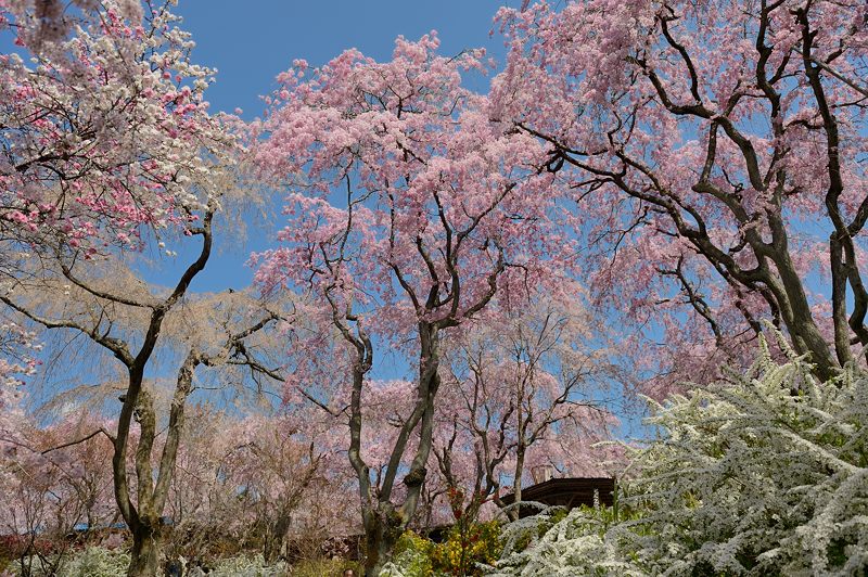 桜巡り・原谷　原谷苑　其の二_f0032011_1942169.jpg