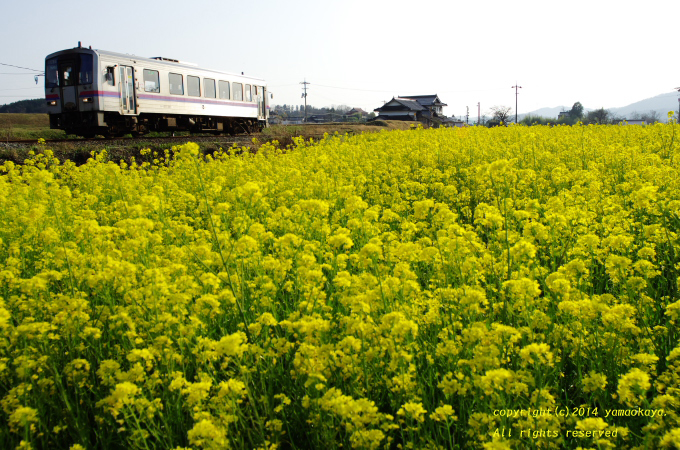 菜の花が広がる_d0309612_2236274.jpg