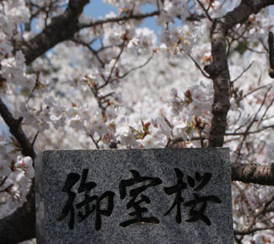 2014花めぐり41 仁和寺の御室さくら_e0048413_21295232.jpg