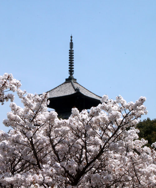 2014花めぐり41 仁和寺の御室さくら_e0048413_21303950.jpg