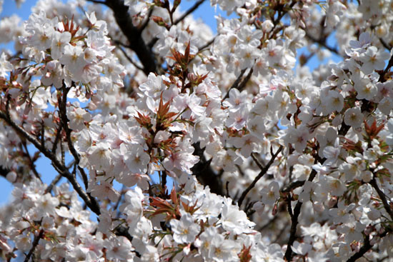 2014花めぐり41 仁和寺の御室さくら_e0048413_2130595.jpg