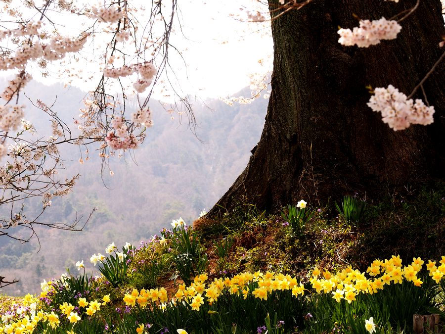 ＊ 王仁塚の一本桜・山高の神代桜等_b0204819_20455045.jpg