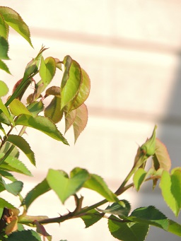 f0150620_7294574.jpg