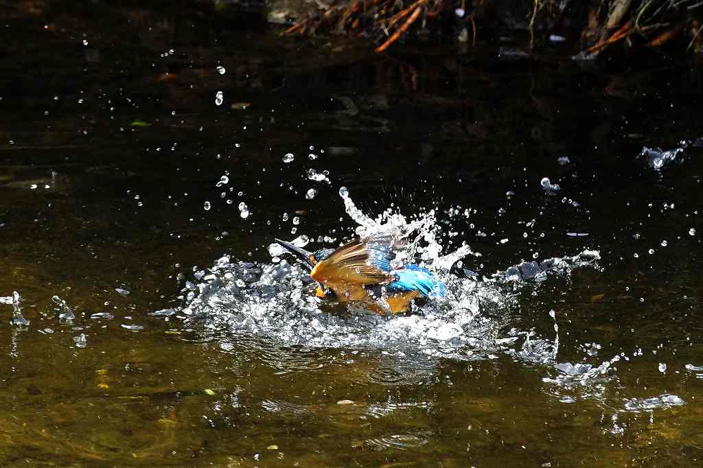 カワセミ、水中からの飛び出し_e0293921_2162972.jpg