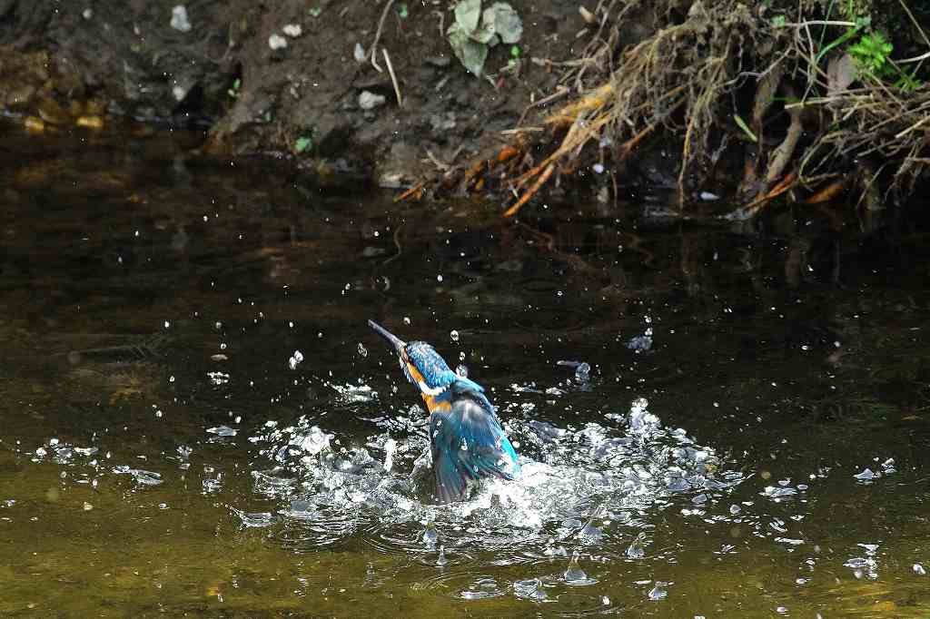 カワセミ、水中からの飛び出し_e0293921_2163664.jpg